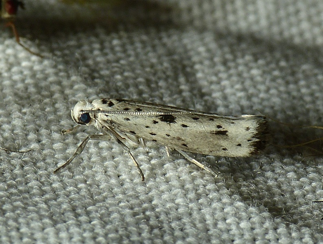 Yponomeuta plumbella (Denis & Schiffermüller, 1775) &copy; Dick Belgers