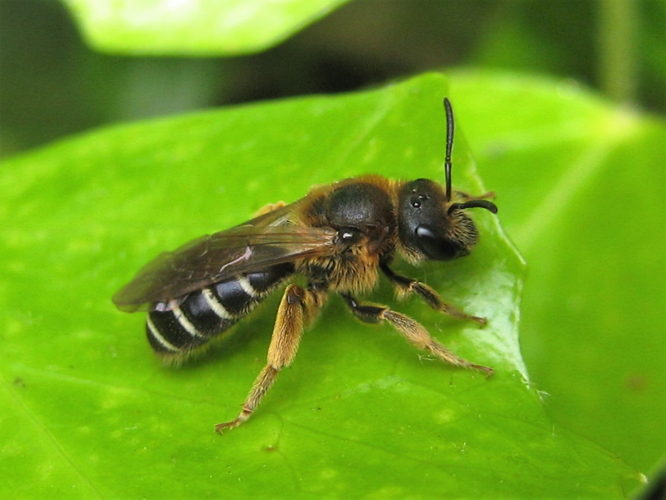 Halictus rubicundus (Christ, 1791) &copy; Martien van den Heuvel