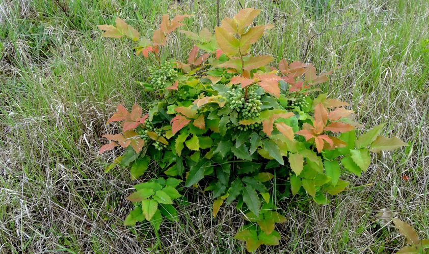 Berberis aquifolium Pursh, 1814 &copy; Bert Verbruggen