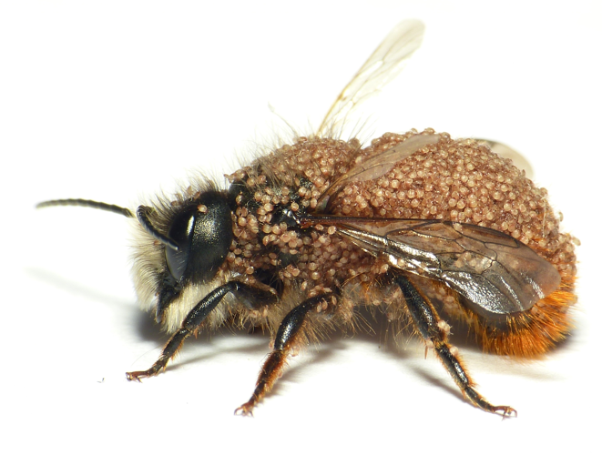 Osmia cornuta (Latreille, 1805) &copy; Dick Belgers