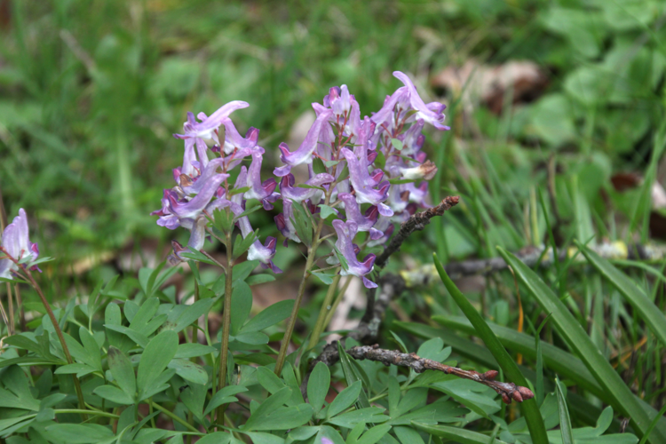 Corydalis solida (L.) Clairv., 1811 &copy; Lidwien Peterse
