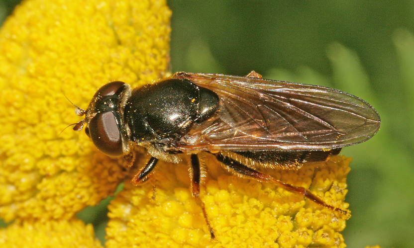Cheilosia latifrons (Zetterstedt, 1843) &copy; Jan Kersten