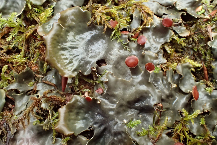 Peltigera horizontalis, DMS-9241545 &copy; Birgit Knudsen