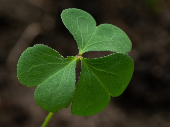 Oxalis stricta L., 1753 &copy; Wijnand van Buuren