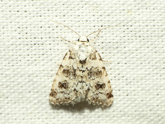 Bryophila domestica (Hufnagel, 1766) &copy; Dick Belgers