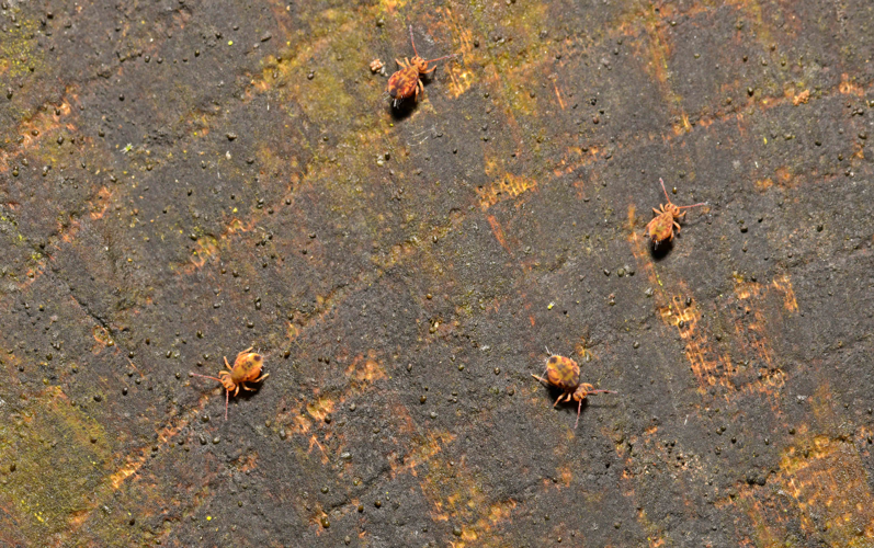 Dicyrtomina ornata (Nicolet, 1842) &copy; Bas van Hulst-Kuiper