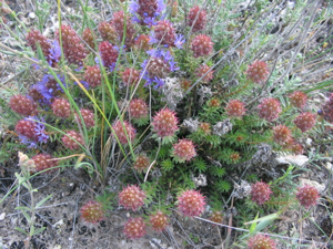 Coris monspeliensis subs.monspeliensis 1265.jpg © No machine-readable author provided. Alberto Salguero assumed (based on copyright claims).