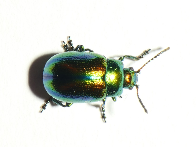 Chrysolina fastuosa (Scopoli, 1763) &copy; Dick Belgers