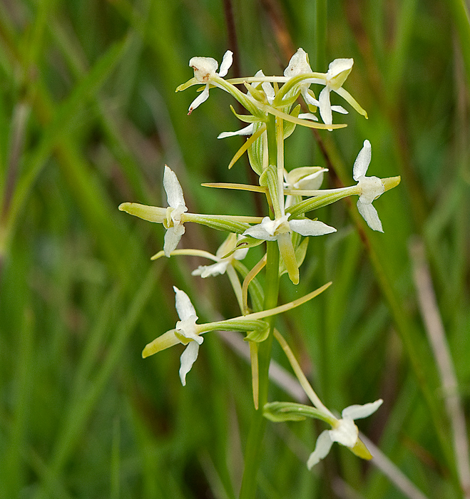 Platanthera bifolia (L.) Rich., 1817 &copy; Wijnand van Buuren