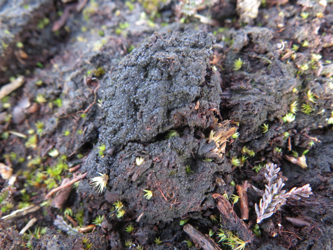 Placynthiella uliginosa, DMS-10011336 &copy; Tom Smidth