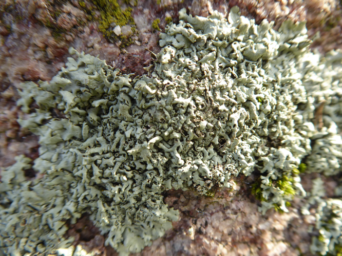 Xanthoparmelia conspersa (Ehrh. ex Ach.) Hale, 1974 &copy; Tjerk Nawijn