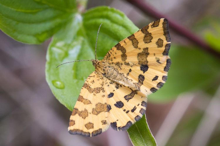 Pseudopanthera macularia (Linnaeus, 1758) &copy; Steeman Chris
