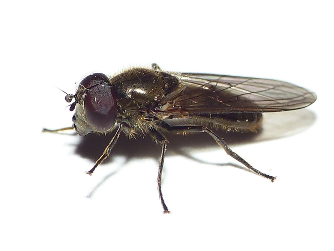 Cheilosia semifasciata Becker, 1894 &copy; Dick Belgers