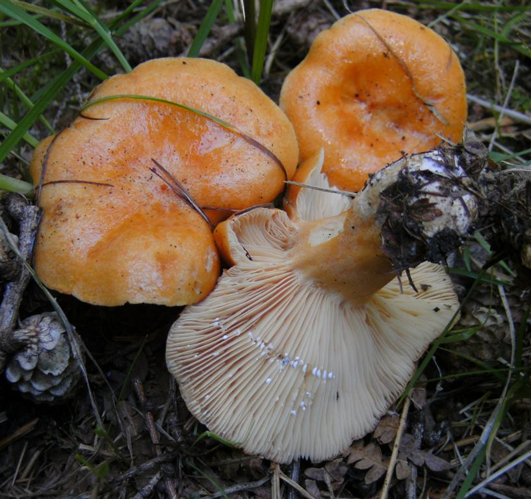 Lactarius porninsis, DMS-158592 &copy; Bjørn W. Pedersen