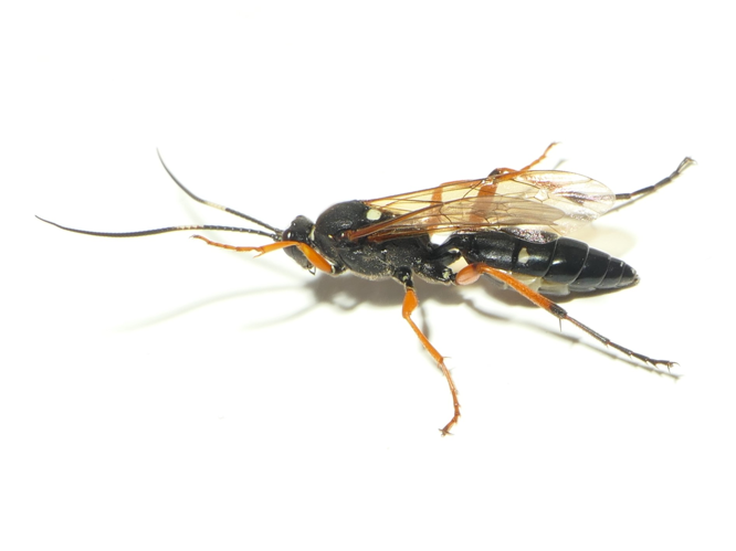 Diphyus quadripunctorius (Müller, 1776) &copy; Dick Belgers