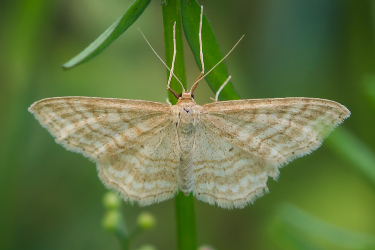 Idaea macilentaria (Herrich-Schäffer, 1846) &copy; Pintens Joachim