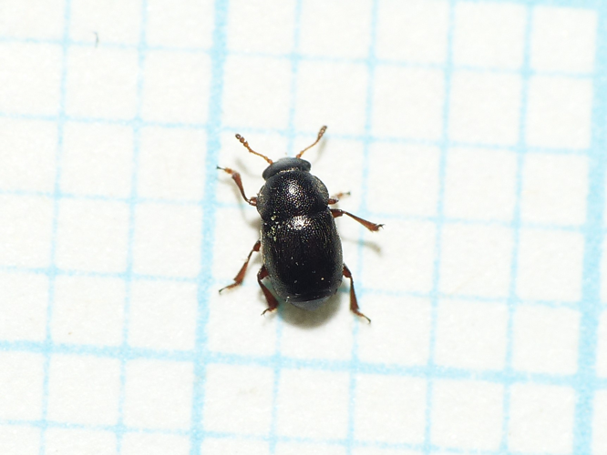 Brachypterus urticae (Fabricius, 1792) &copy; Dick Belgers