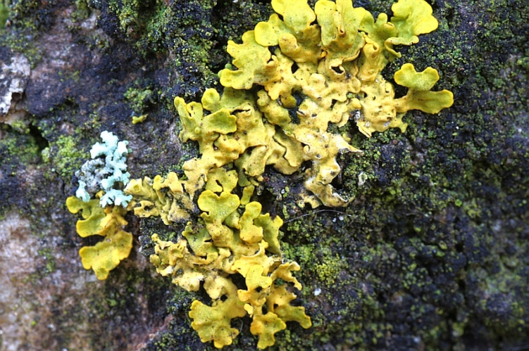 Xanthoria parietina (L.) Th.Fr., 1860 &copy; Hans Jonkman