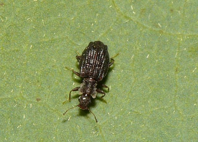 Cartodere nodifer (Westwood, 1839) &copy; Dick Belgers