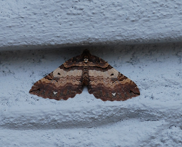 Earophila badiata (Denis & Schiffermüller, 1775) &copy; Louis Westgeest
