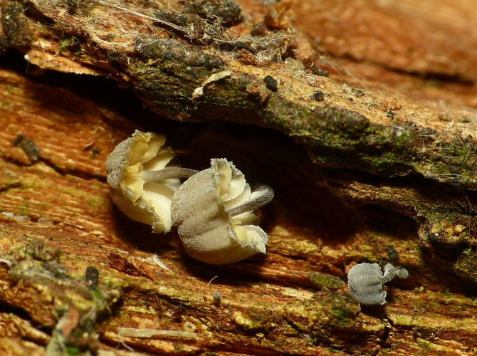 Mycena pseudocorticola Kühner, 1938 &copy; Dick Belgers