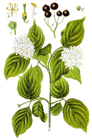 Cornus sanguinea Sturm39.jpg © Johann Georg Sturm (Painter: Jacob Sturm)