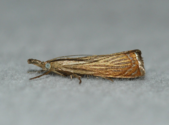 Chrysoteuchia culmella (Linnaeus, 1758) &copy; Louis Westgeest