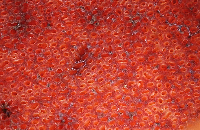 Rubroboletus satanas, JHP-01.118 &copy; MycoKey / Jens H. Petersen