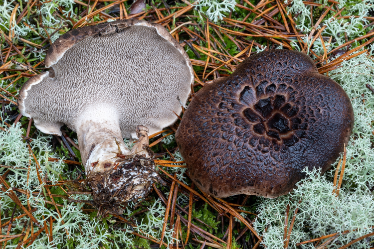 Sarcodon squamosus, DMS-10320333 &copy; Jens H. Petersen