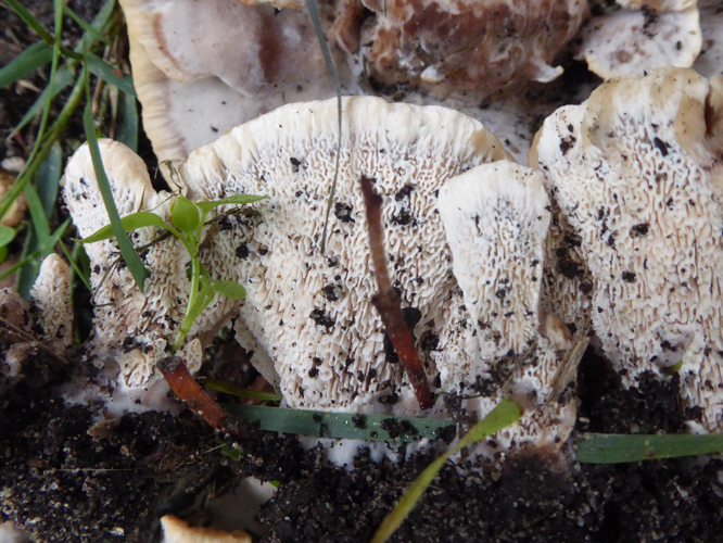 Abortiporus biennis (Bull.) Singer, 1944 &copy; Tjerk Nawijn