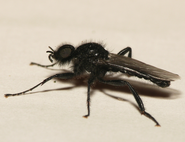 Bibio marci (Linnaeus, 1758) &copy; Dick Belgers