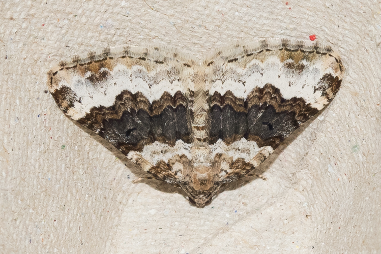 Epirrhoe galiata (Denis & Schiffermüller, 1775) &copy; Steeman Chris