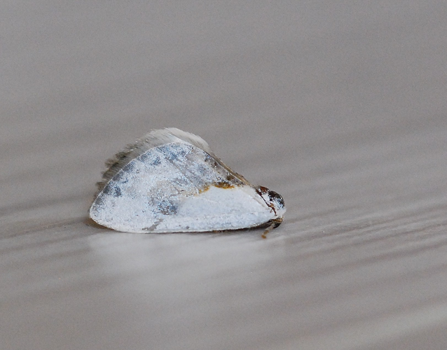 Cilix glaucata (Scopoli, 1763) &copy; Louis Westgeest