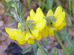 Coronilla minima Enfoque 2011-4-09 CampodeCalatrava.jpg © javier martin