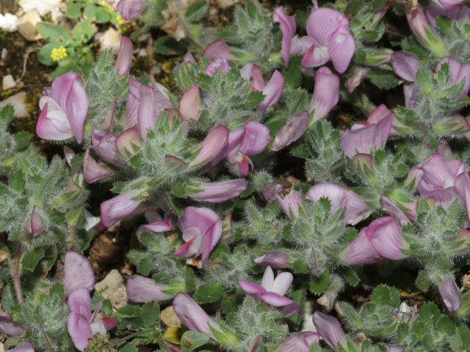 Ononis spinosa subsp. procurrens (Wallr.) Briq., 1913 &copy; Petra Fleurbaaij