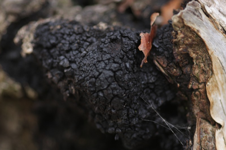Inonotus obliquus (Fr.) Pilát, 1942 &copy; Tjerk Nawijn