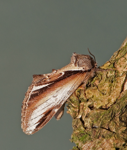 Pheosia gnoma (Fabricius, 1777) &copy; Wijnand van Buuren