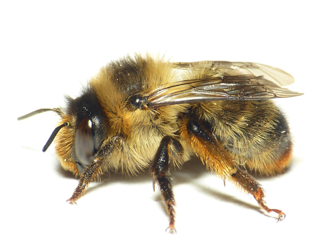 Anthophora furcata (Panzer, 1798) &copy; Dick Belgers