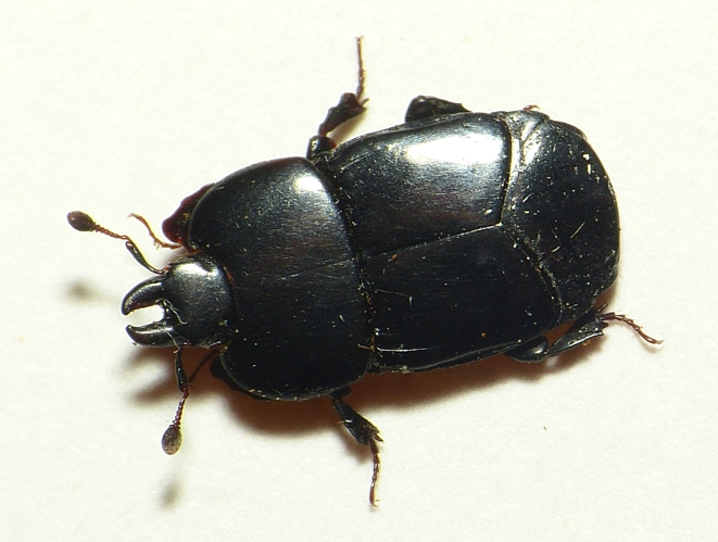 Hololepta plana (Sulzer, 1776) &copy; Dick Belgers