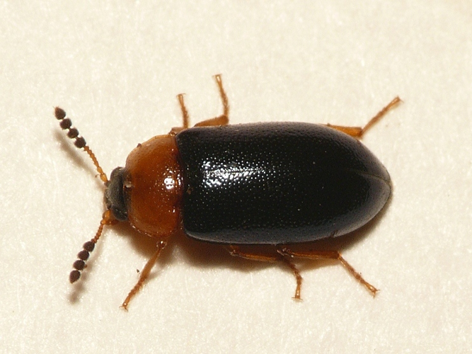 Tetratoma fungorum Fabricius, 1790 &copy; Dick Belgers