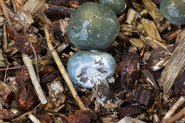Stropharia caerulea Kreisel, 1979 &copy; Hans Adema