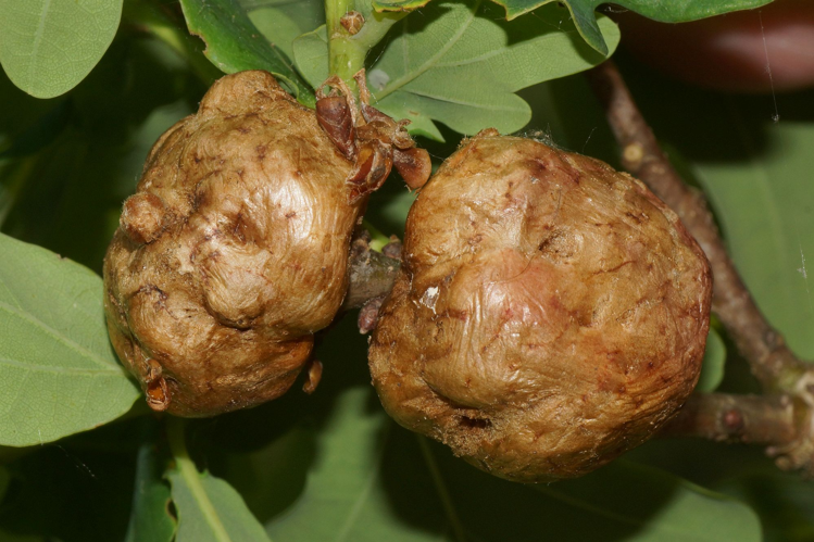 Biorhiza pallida (Olivier, 1791) &copy; Hans Jonkman