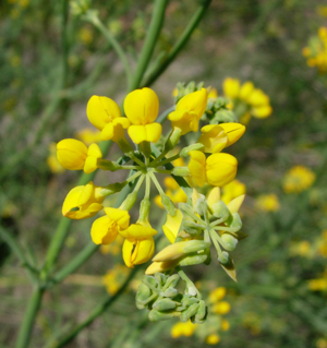 Coronilla juncea-1.jpg © Isabel Rubio