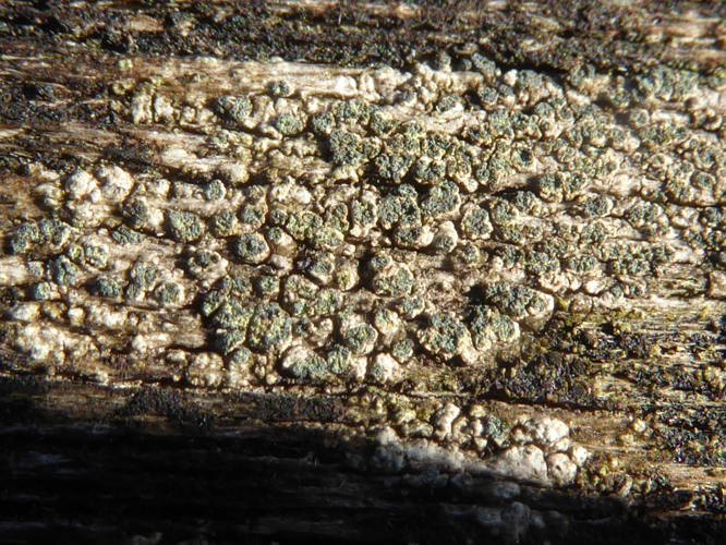 Buellia griseovirens (Turner & Borrer ex Sm.) Almb., 1952 &copy; Tjerk Nawijn