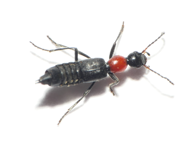 Paederidus ruficollis (Fabricius, 1777) &copy; Dick Belgers