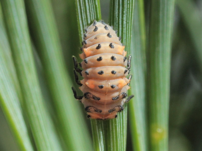 Coccinella magnifica Redtenbacher, 1843 &copy; Henk Soepenberg