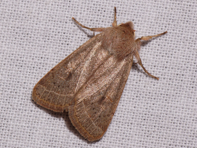 Orthosia cerasi (Fabricius, 1775) &copy; Hans Jonkman