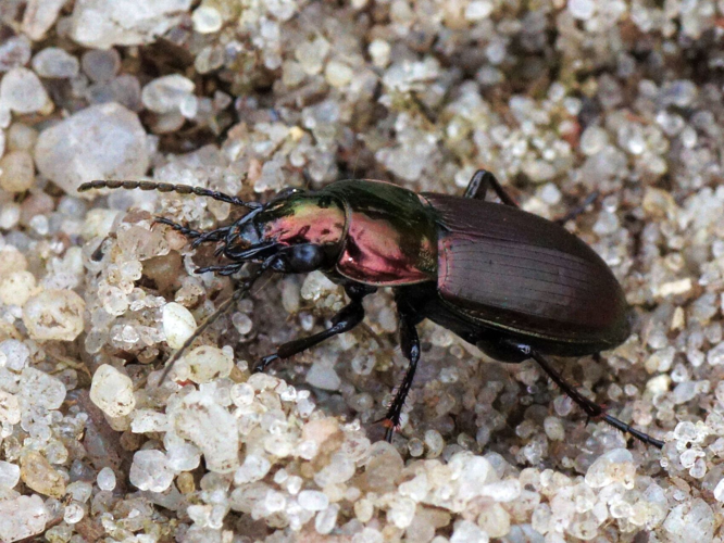 Poecilus lepidus (Leske, 1785) &copy; Hans Jonkman