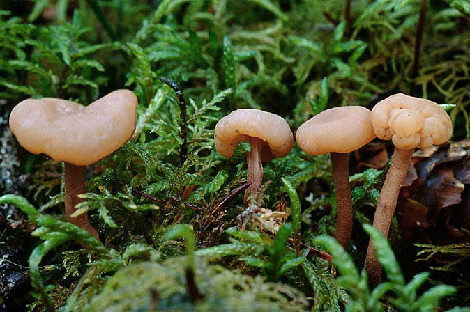 Cudonia confusa, JHP-99.287 &copy; MycoKey / Jens H. Petersen