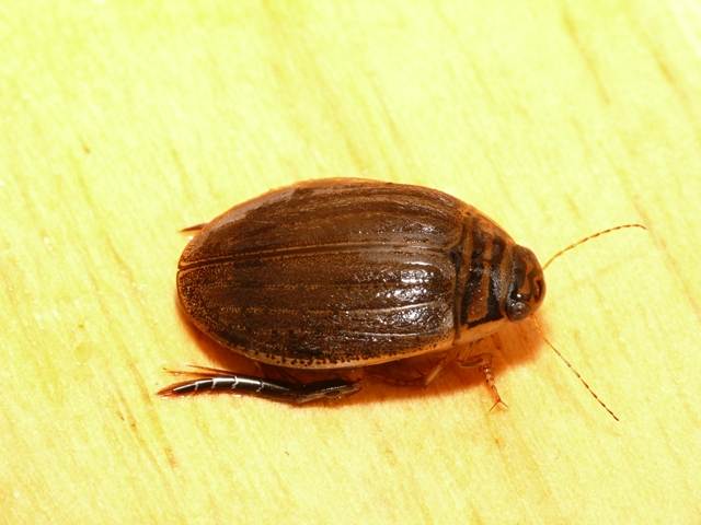 Acilius sulcatus (Linnaeus, 1758) &copy; Dick Belgers